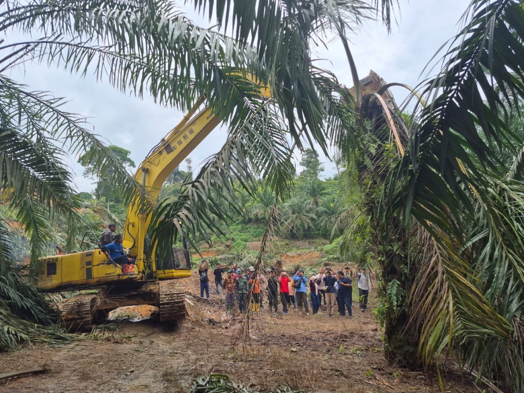 Pulihkan Fungsi Hutan, Kemenhut-Satgas PKH Musnahkan 360 Ha Sawit di TN Gunung Leuser